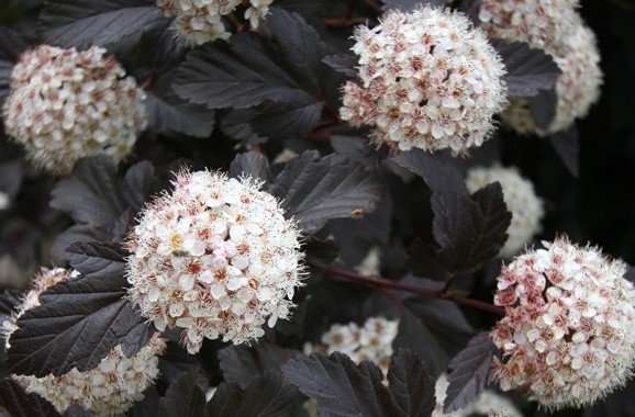 Physocarpus_Red_Baron_1_big 3