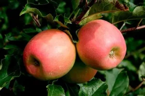 Pink Lady (Cripps Pink)