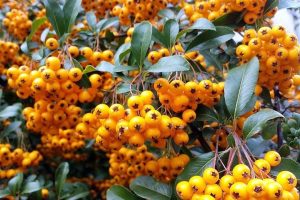 Pyracantha 'Teton' - Törpe tűztövis