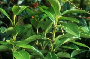 Viburnum odoratissimum var. 'Awabuki' – Korallbangita