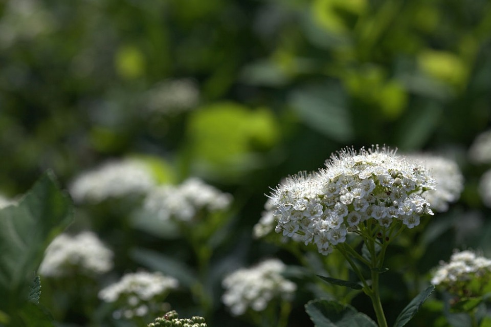 Spiraea (Spirea) betulifolia 'Tor' - nyírlevelű gyöngyvessző