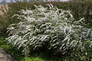 Spiraea (Spirea) cinerea Grefsheim - Hamvas gyöngyvessző