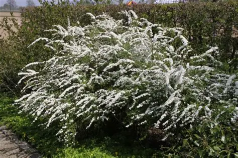Spiraea (Spirea) cinerea Grefsheim - Hamvas gyöngyvessző