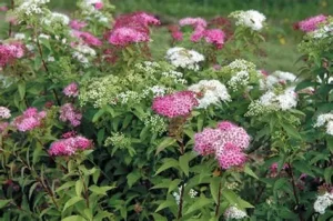 Spiraea (Spirea) japonica Shirobana - Japán gyöngyvessző