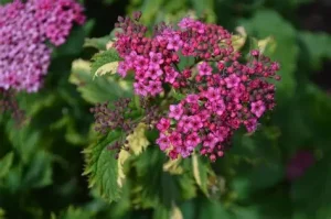 Spiraea (Spirea) japonica 'Crispa' - rózsás vagy rojtos gyöngyvessző