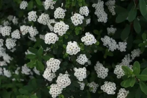 Spiraea (Spirea) japonica 'White Carpet' – Terülő gyöngyvessző