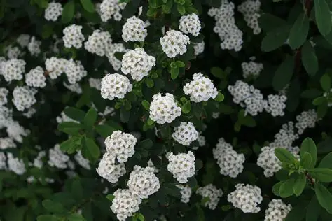 Spiraea (Spirea) japonica 'White Carpet' – Terülő gyöngyvessző