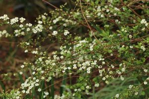 Spiraea (Spirea) prunifolia 'Pleniflora'- kökénylevelű gyöngyvessző