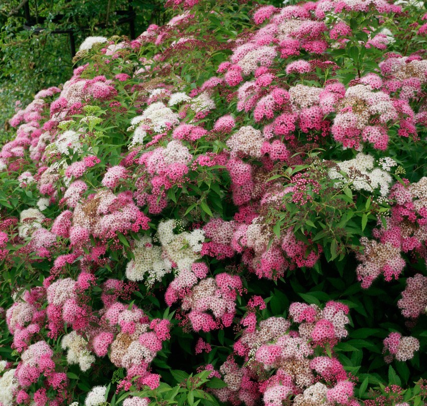 Spiraea (Spirea) japonica Shirobana - Japán gyöngyvessző