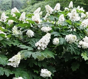 Hydrangea quercifolia 'Snowqueen' - Tölgylevelű hortenzia
