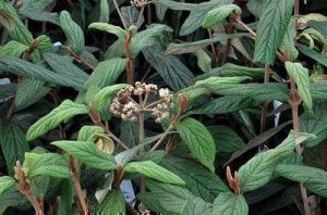Viburnum 'rhytidophyllum' - Örökzöld, ráncoslevelű bangita