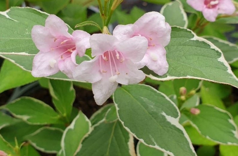 Weigela-florida-Suzanne 6