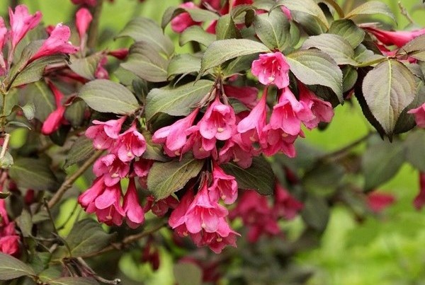 WeigelafloridaTango 12