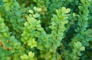 Berberis th. Green Rocket – japán borbolya