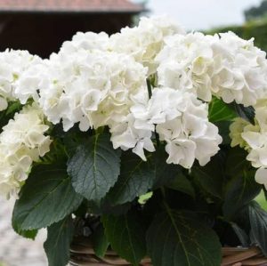 Hydrangea macrophylla Snowball- Fehér Kerti hortenzia