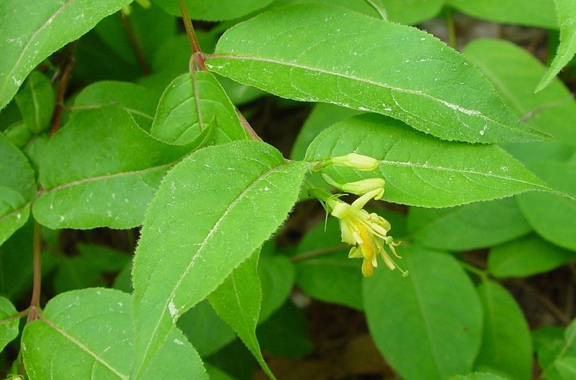 diervilla-lonicera-le-ahaines 2