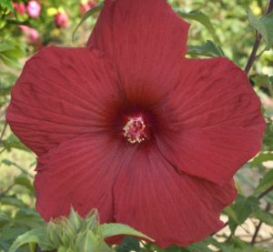 Hibiscus mos. 'My Valentine'-  Mocsári Hibiszkusz