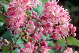 Deutzia hybrida 'Strawberry Fields' - Érdeslevelű gyöngyvirágcserje