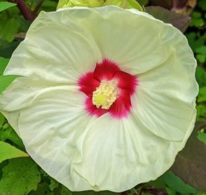 Hibiscus mos. 'Old Yella'-  Mocsári Hibiszkusz