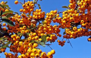 Pyracantha 'Teton' - Törpe tűztövis