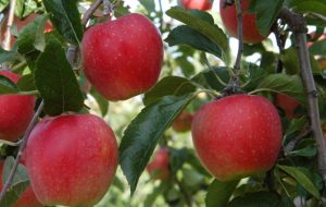 Gála alma