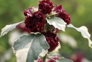 Hibiscus syriacus purpureus variegatus - Tarka levelű mályvacserje