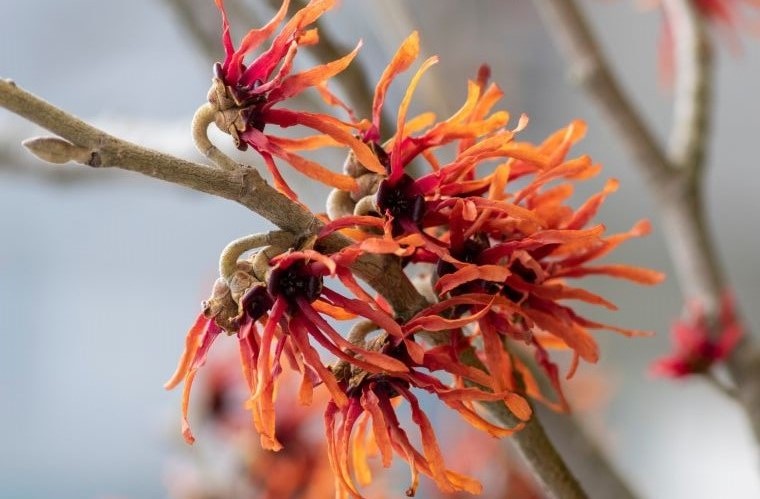 hamamelis_x_intermedia_orange_beauty-1-au24-1220x1496 7
