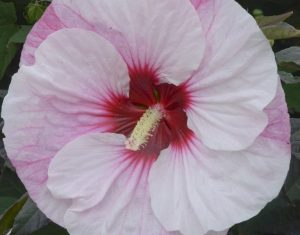 Hibiscus mos. ‘Perfect Storm’ -  Mocsári Hibiszkusz