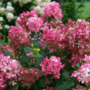 Hydrangea paniculata Firelight - Bugás hortenzia