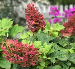 Hydrangea quercifolia 'Ruby Slippers'- Tölgylevelű hortenzia