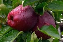 Top Red alma