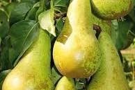 Saphira oszlop körte