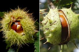 Szelídgesztenye magonc (Castanea sativa)