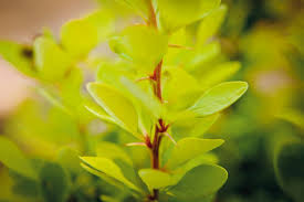 Berberis th. Golden Rocket - Oszlopos japán borbolya