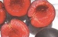 Tlor Tsiran sárgabarack-szilva hibrid