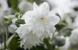Philadelphus x virginalis 'Minnesota Snowflake' - Telt virágú jezsámen