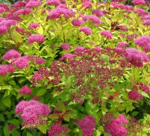 Spiraea (Spirea) japonica 'Golden Carpet' - Japán gyöngyvessző