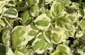 Philadelphus coronarius 'Variegatus' – Tarka levelű jezsámen