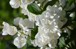 Philadelphus 'Mont Blanc' – Jezsámen