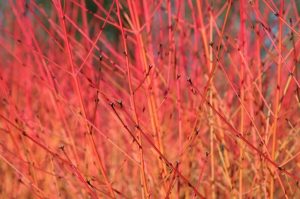 Cornus sanguinea 'Midwinter Fire' - Veresgyűrűs Som
