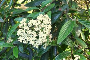 Viburnum x Pragense - Prágai bangita