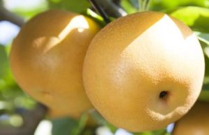 Shinko japán körte