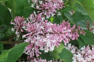 Syringa patula 'Miss Kim' – Törpe orgona