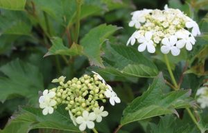 Viburnum opulus 'Compactum' – Törpe bangita