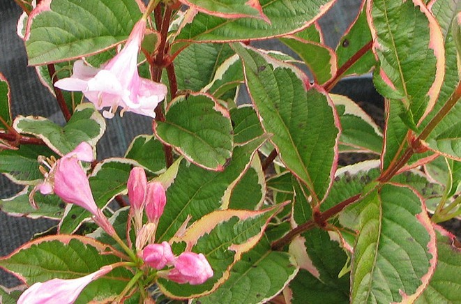 weigela-florida-nana-variegata 4
