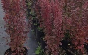 Berberis th. Red Rocket – oszlopos piros borbolya