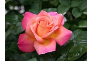 Peace-Béke Tearózsa - szabadgyökerű