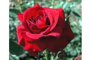 Sofia Loren Tearózsa - szabadgyökerű