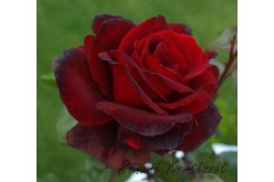 Ingrid Bergman Tearózsa - szabadgyökerű