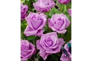 Sterling Teahibrid rózsa - szabadgyökerű